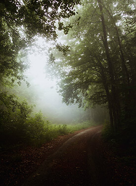 foggy forest