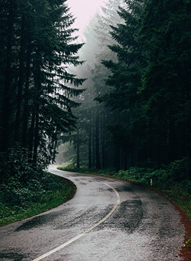 rainy forest